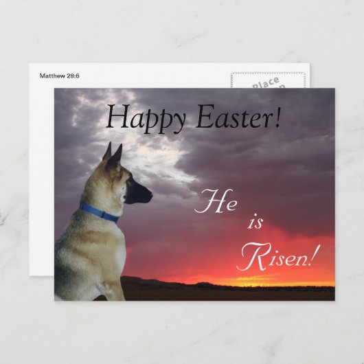 Briefkaart Duitse herder Hij is opgestaan (Voorkant / Achterkant)