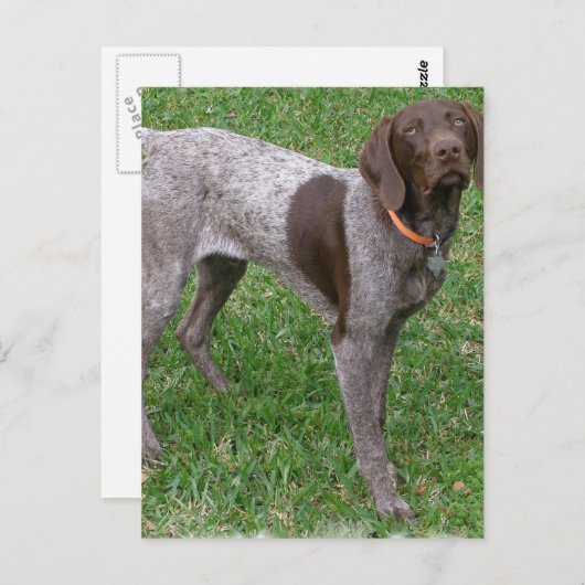 Briefkaart Duitse horthaired Pointer (Voorkant / Achterkant)