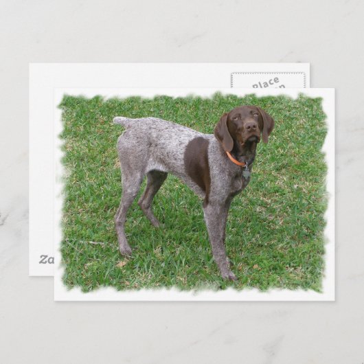 Briefkaart Duitse horthaired Pointer (Voorkant / Achterkant)