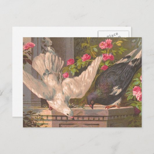 Briefkaart "Duiven en Witte Dove" (Voorkant / Achterkant)