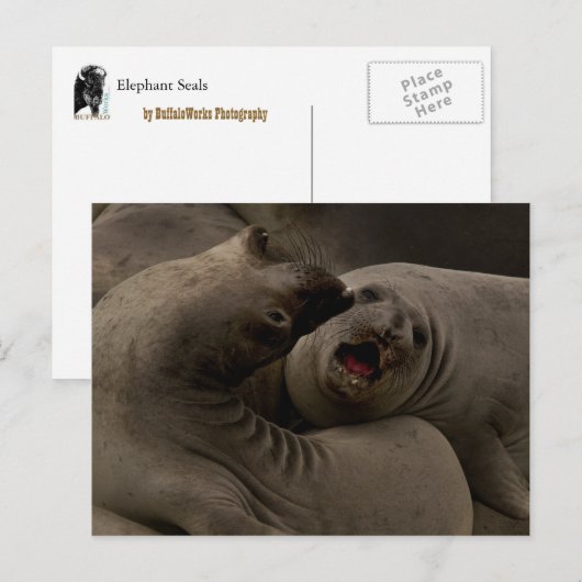 Briefkaart E-Seals Curve (Voorkant / Achterkant)