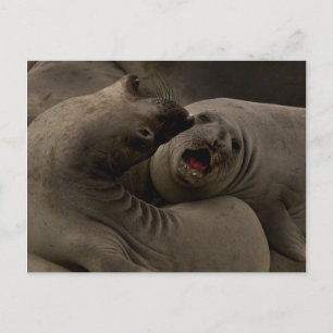 Briefkaart E-Seals Curve