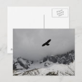 Briefkaart Eagle Snowy Mountains (Voorkant / Achterkant)