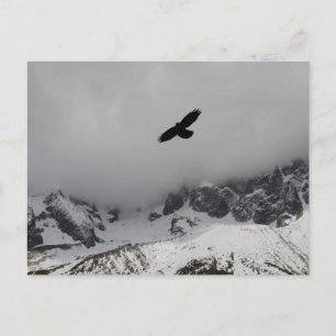 Briefkaart Eagle Snowy Mountains