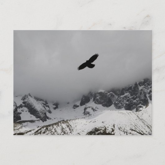Briefkaart Eagle Snowy Mountains (Voorkant)