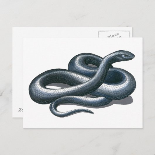 Briefkaart Eastern Indigo Snake (Voorkant / Achterkant)