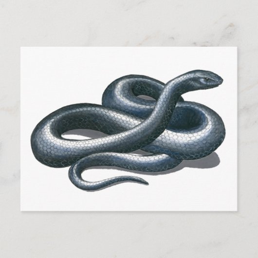 Briefkaart Eastern Indigo Snake (Voorkant)