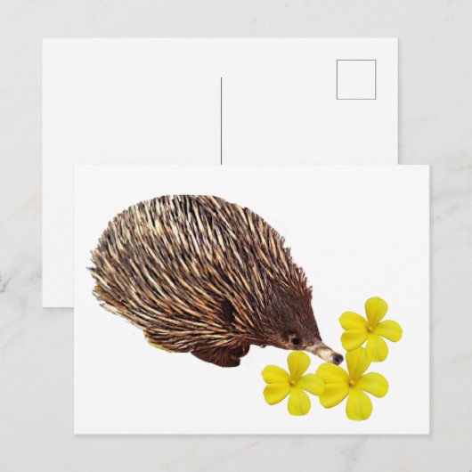 Briefkaart Echidna en Frangipani (Voorkant / Achterkant)