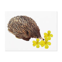 Briefkaart Echidna en Frangipani