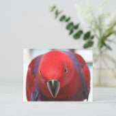 Briefkaart Eclectus parrot rood vrouw (Staand voorkant)