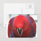 Briefkaart Eclectus parrot rood vrouw (Voorkant / Achterkant)