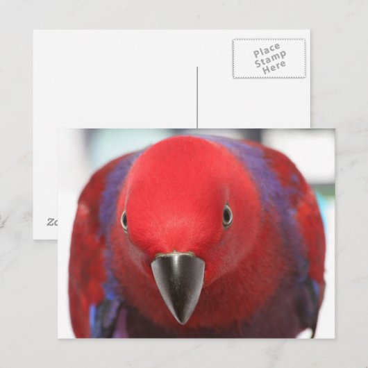 Briefkaart Eclectus parrot rood vrouw (Voorkant / Achterkant)