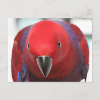 Briefkaart Eclectus parrot rood vrouw