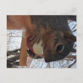 Briefkaart eekhoorn