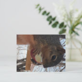 Briefkaart eekhoorn (Staand voorkant)