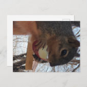 Briefkaart eekhoorn (Voorkant / Achterkant)