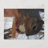 Briefkaart eekhoorn (Voorkant)