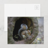 Briefkaart eekhoorn (Voorkant / Achterkant)