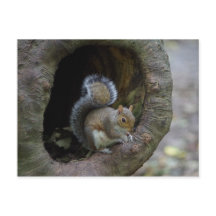 Briefkaart eekhoorn