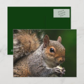 Briefkaart eekhoorn (Voorkant / Achterkant)