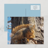 Briefkaart eekhoorn (Voorkant / Achterkant)