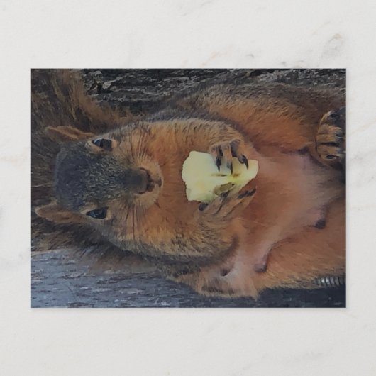 Briefkaart eekhoorn (Voorkant)