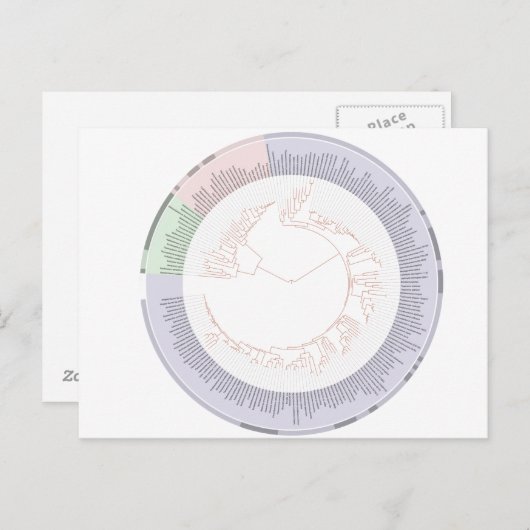 Briefkaart Een fylogenetische boom van het leven (Voorkant / Achterkant)