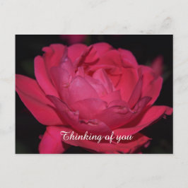 Briefkaart. Een roos met een andere naam Briefkaart