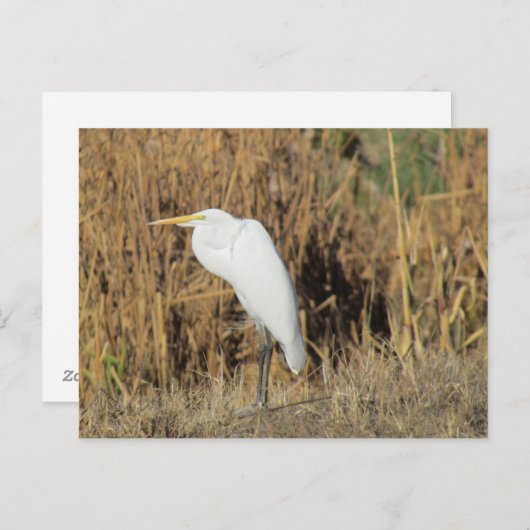 Briefkaart - Egret in the Grass (Voorkant / Achterkant)