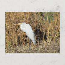 Briefkaart - Egret in the Grass