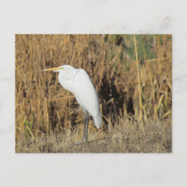 Briefkaart - Egret in the Grass