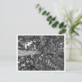 Briefkaart eikenbomen (Staand voorkant)