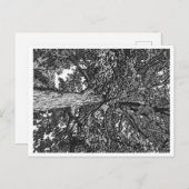 Briefkaart eikenbomen (Voorkant / Achterkant)