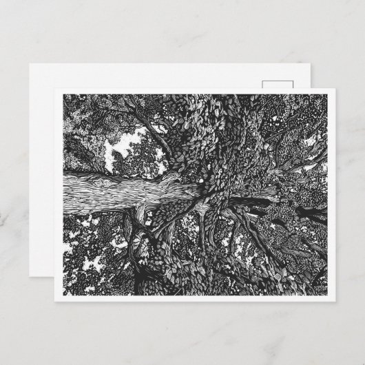 Briefkaart eikenbomen (Voorkant / Achterkant)