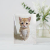 Briefkaart El Gato Cat Meme (Staand voorkant)