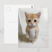 Briefkaart El Gato Cat Meme (Voorkant / Achterkant)