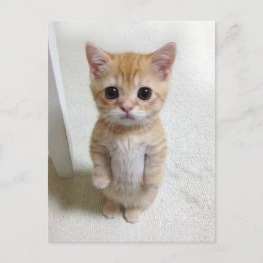 Briefkaart El Gato Cat Meme (Voorkant)