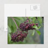 Briefkaart Elderbes (Voorkant / Achterkant)