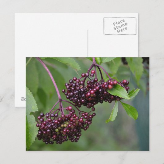 Briefkaart Elderbes (Voorkant / Achterkant)