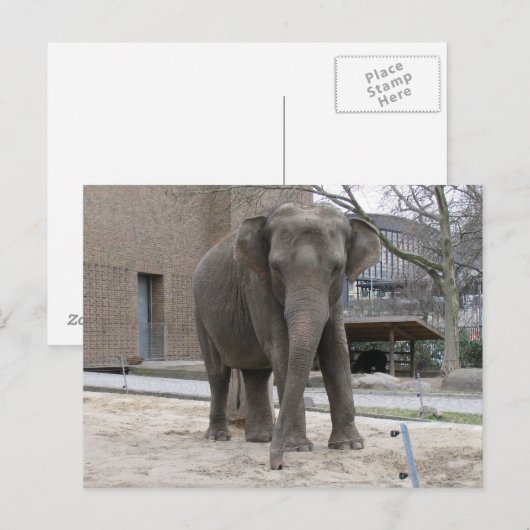 BRIEFKAART ELEPHANT (Voorkant / Achterkant)