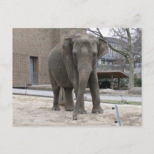 BRIEFKAART ELEPHANT