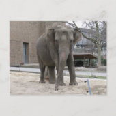 BRIEFKAART ELEPHANT (Voorkant)