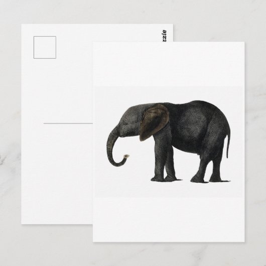 BRIEFKAART ELEPHANT (Voorkant / Achterkant)