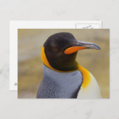 Briefkaart Emperor Penguin (Voorkant / Achterkant)