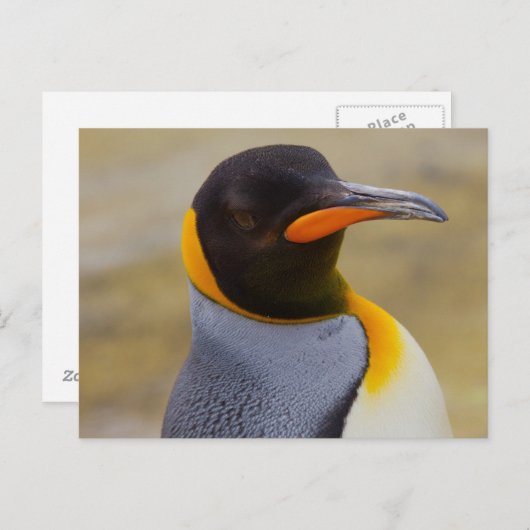 Briefkaart Emperor Penguin (Voorkant / Achterkant)