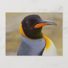 Briefkaart Emperor Penguin