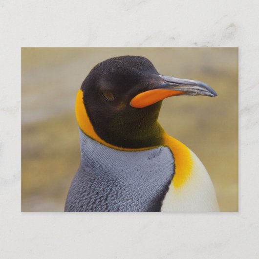 Briefkaart Emperor Penguin (Voorkant)