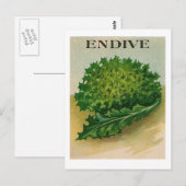 briefkaart  endive zaadpap (Voorkant / Achterkant)