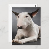 Briefkaart Engelse bull Terrier (Voorkant / Achterkant)