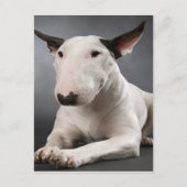 Briefkaart Engelse bull Terrier (Voorkant)